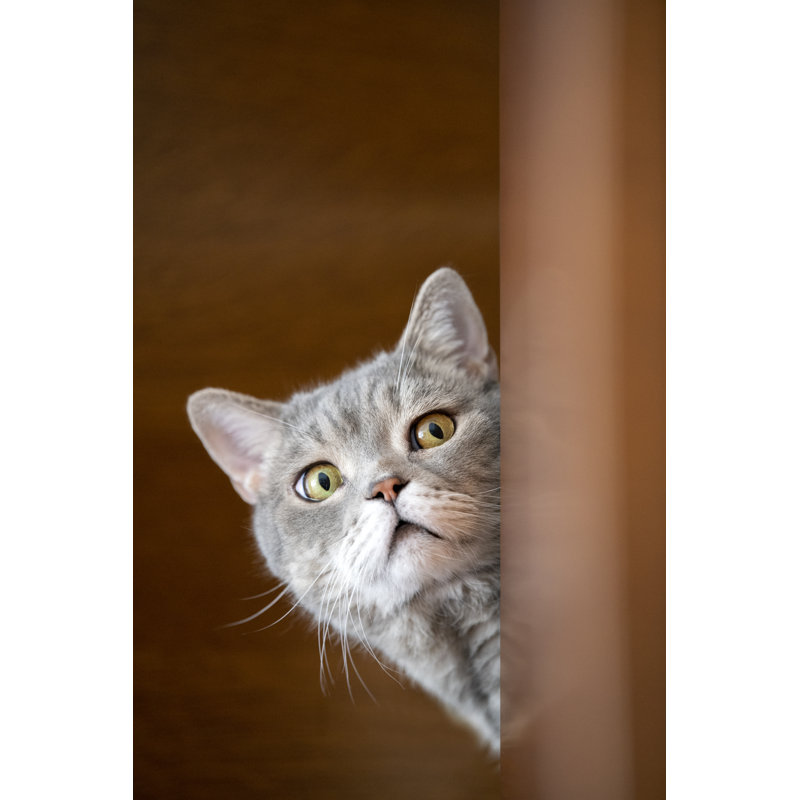 British Shorthair Cat Lock On Target At Home. by 101cats - No Frame Art Prints on Canvas, 46cm H x 30cm W
