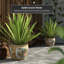 Satsuma Porcelain Fishbowl Urns & Jars-1123608930