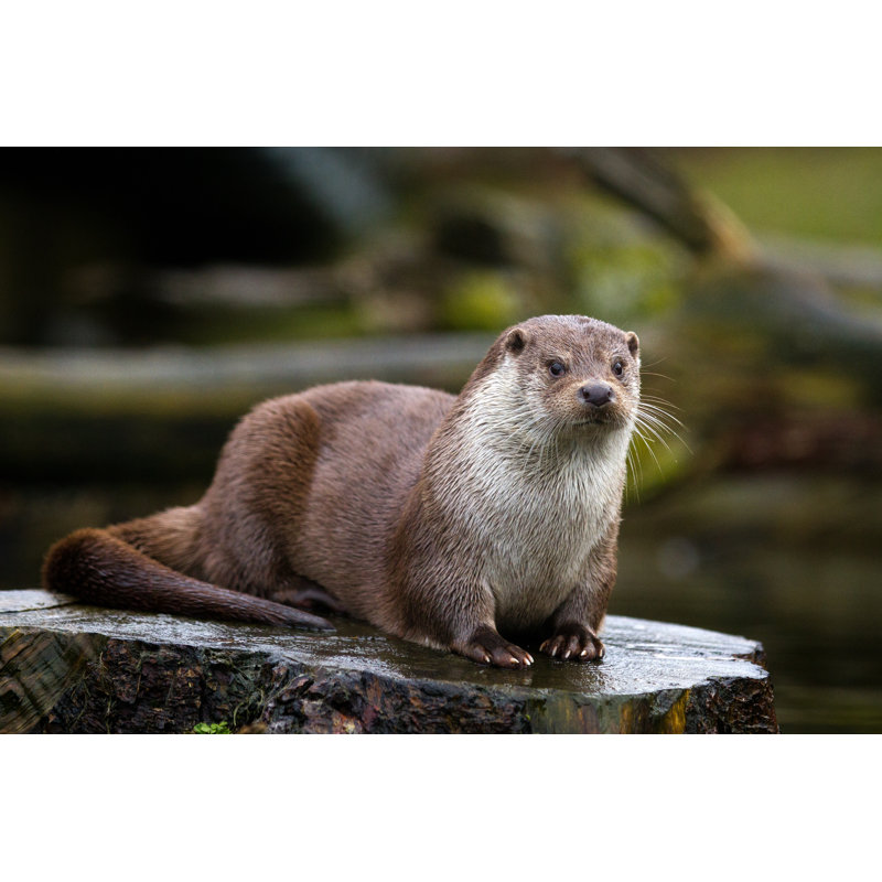 Otter - Wrapped Canvas Print, 51cm H x 76cm W x 3.8cm D