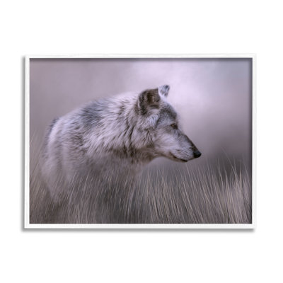 Loup gris - faune