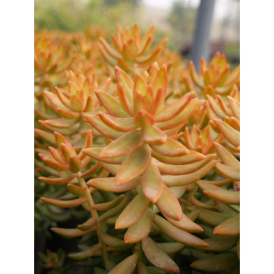 Copper Sedum Plant - Live Starter Plant in a 2 Inch Growers Pot - Sedum Nussbaumerianum - Rare and Colorful Easy Care Succulent