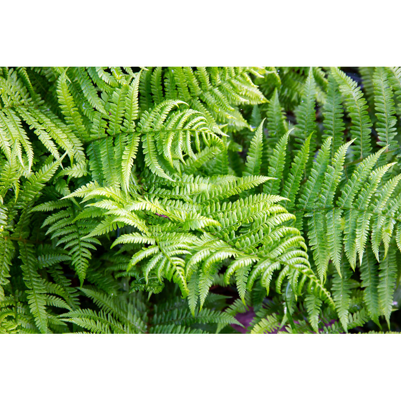 Bracken Fern by Troyka - Wrapped Canvas Print, 30cm H x 46cm W