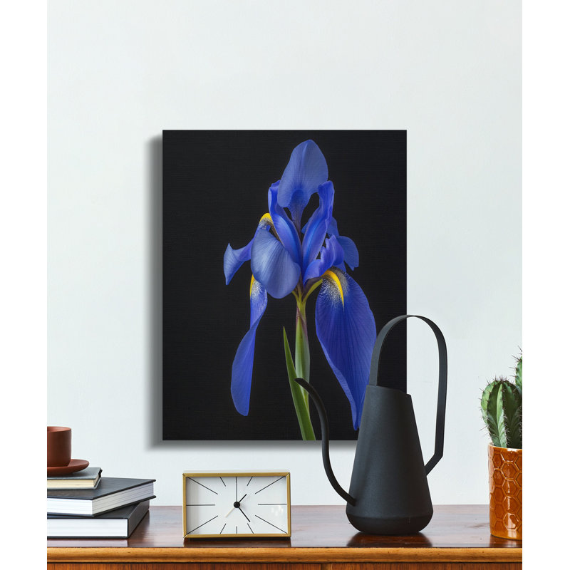 Fishel Wrapped Canvas Print Set, 16x24