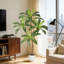 Plant-412834850