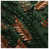 Dark Green Medium Bronze