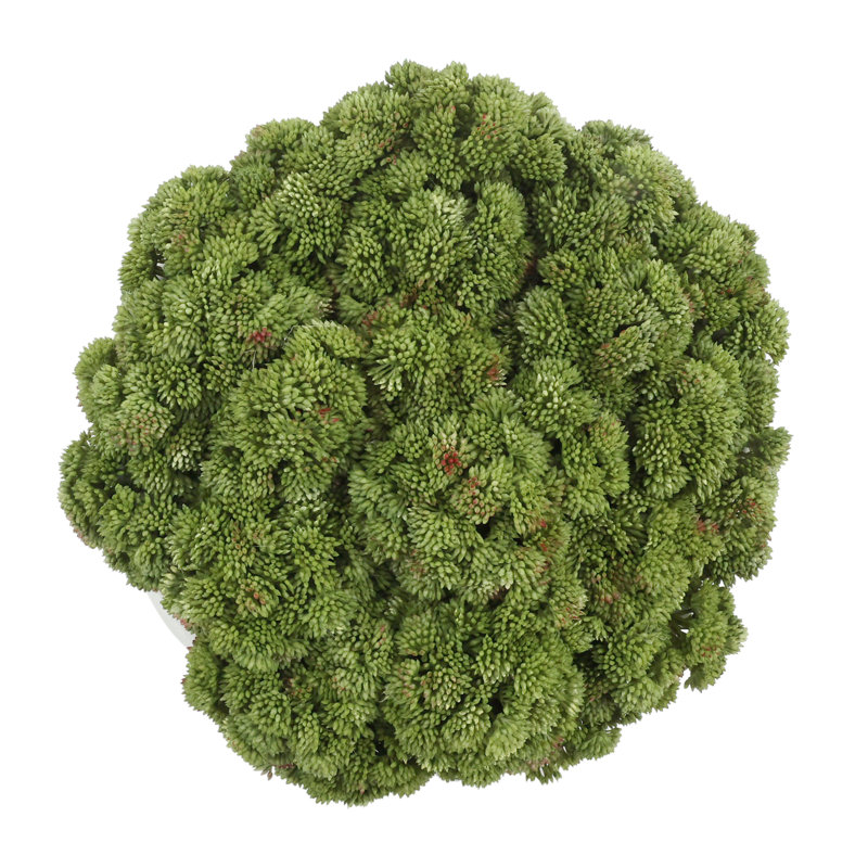 Sedum Arranged in a Stone Planter, Light Green, 7" H x 11" W x 11" D