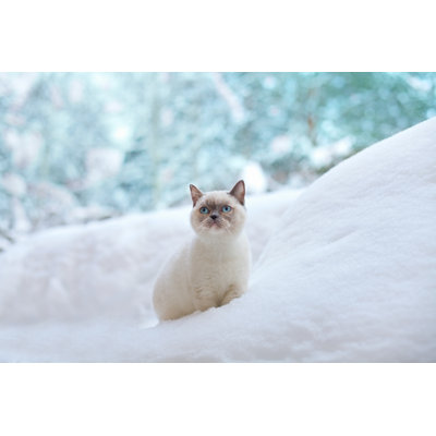 Chat assis dans la neige