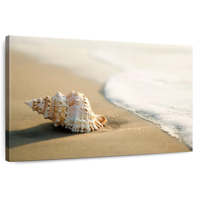 Aletra Shell On The Beach