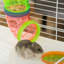 Hamster Cage