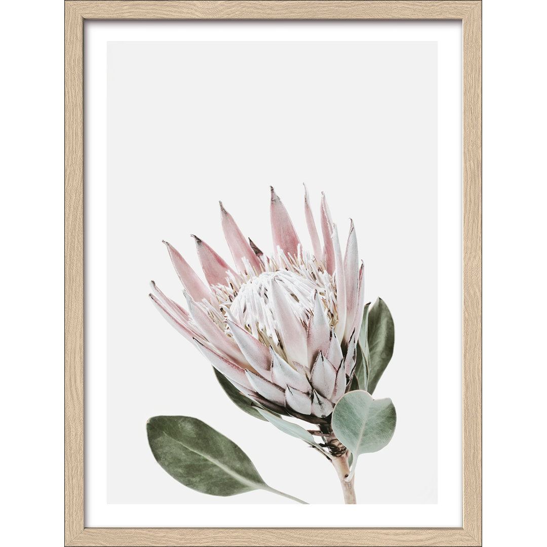 Gerahmter Kunstdruck King Protea