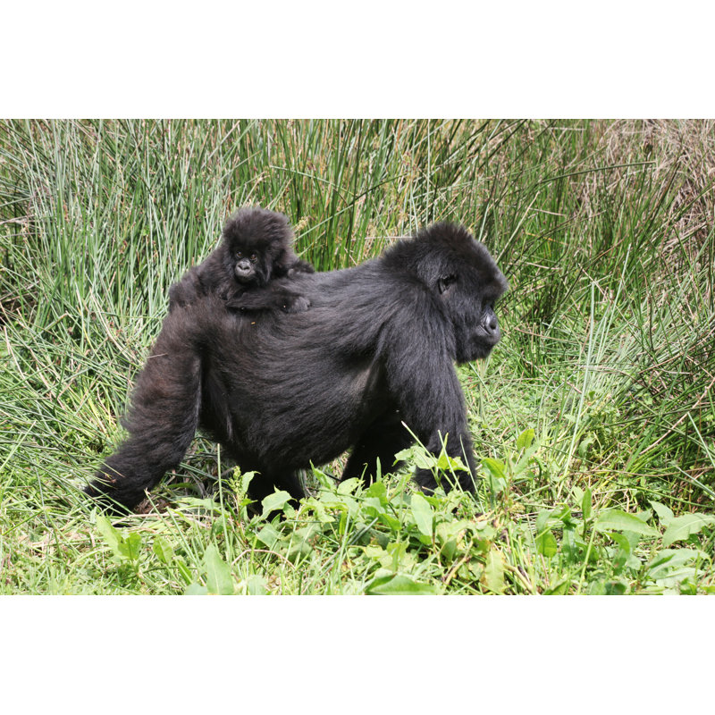 Female Mountain Gorilla by TiggyMorse - Wrapped Canvas Print, 30cm H x 46cm W