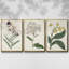 Ensemble de 3 pièces encadrées sur toile Antique Botanical Collection VII-97760029-97760030