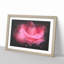 Pink Rose Flower Vol.8 - Picture Frame Graphic Art-62804071-62804070