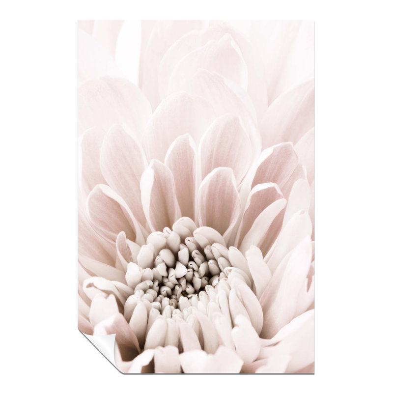 Pastel Pink Chrysanthemum Close Up - No Frame Print, 31cm H x 20cm W