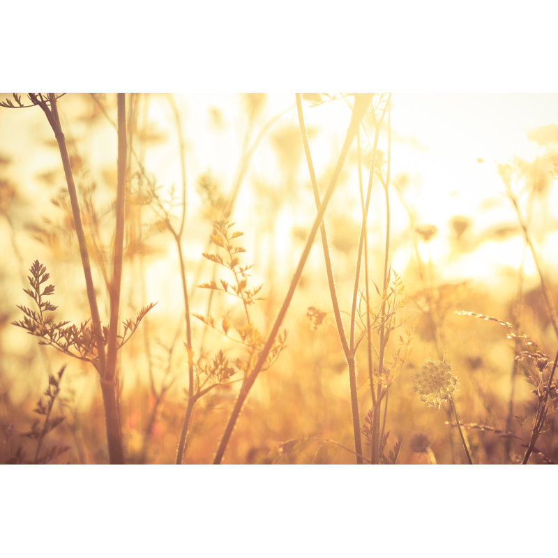 Meadow During Sunrise by Pawel Gaul - No Frame Print on Canvas, 81cm H x 122cm W