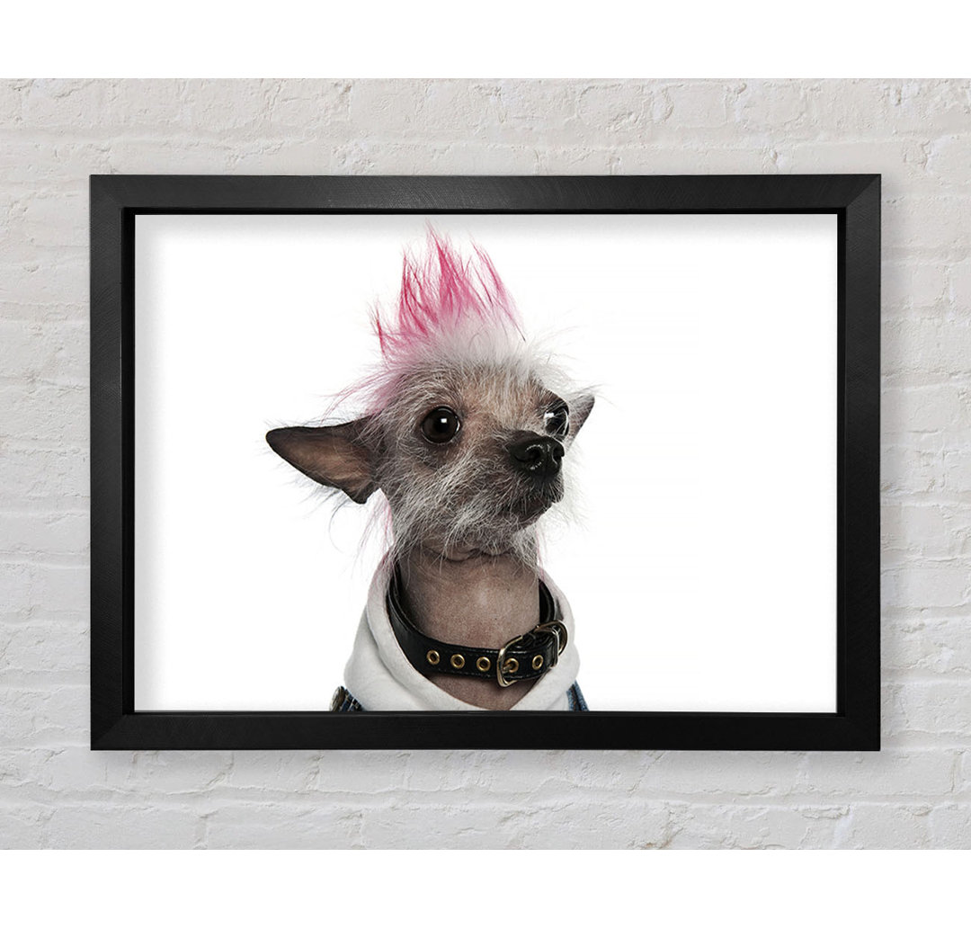 Gerahmtes Leinwandbild Chinese Crested Punk Dog