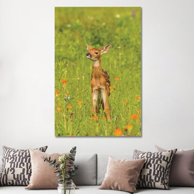 USA, Minnesota, Pine County. Captive Fawn. by Jaynes Gallery - Wrapped Canvas Print