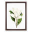 White Southern Magnolia Flower by Pierre-Joseph Redoute - Picture Frame Art Prints-55612682-55612677