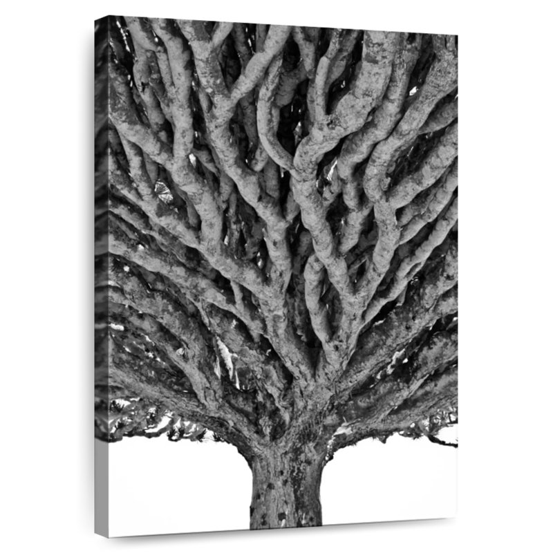 Arbre dragon Harnek, H 12 po x l 8 po