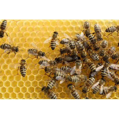 Connemara Bees On Honeycomb - Wrapped Canvas Print