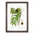 Walnut Framed