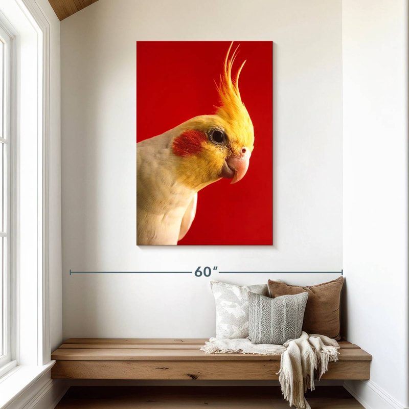 Cockatiel Brampt Lutino, H 45 po x l 30 po