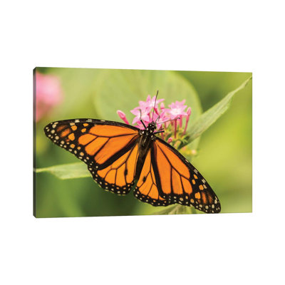 Costa Rica, La Paz River Valley. Captive Monarch Butterfly In La Paz Waterfall Garden. by Jaynes Gallery - Wrapped Canvas Print