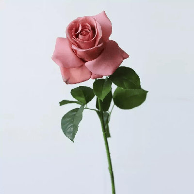 Blush Pink Rose Stem â€“ 25.5"