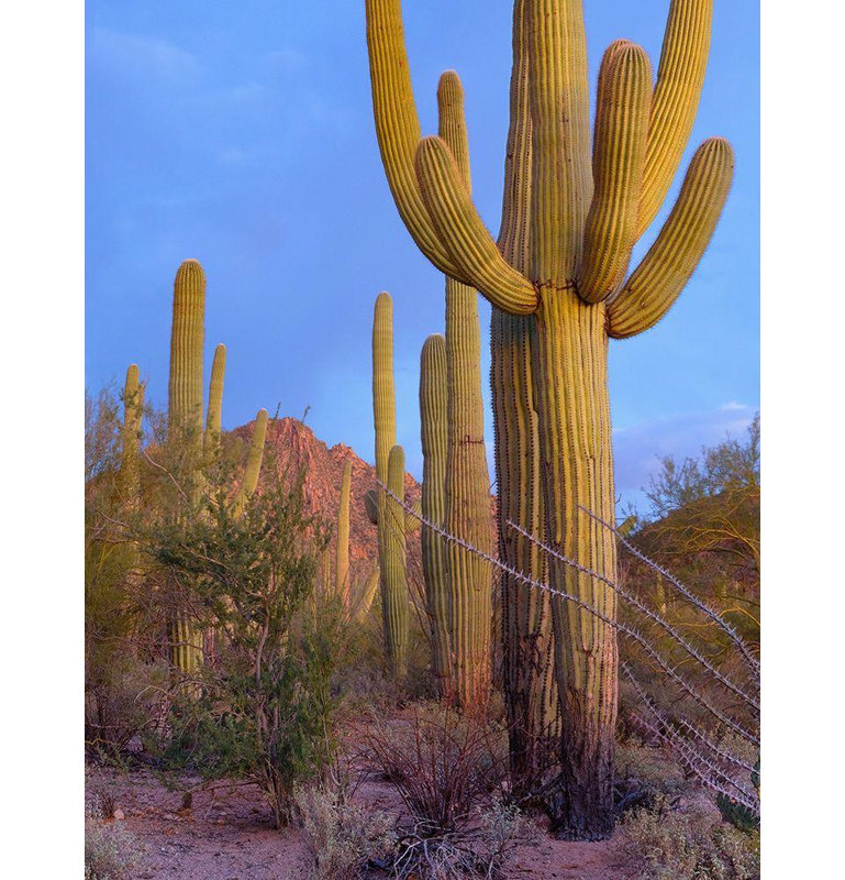 «Loon Peak® Fitzharris», art sur toile tendue par Tim: Montagnes Tucson - Parc national de Saguaro - Arizona