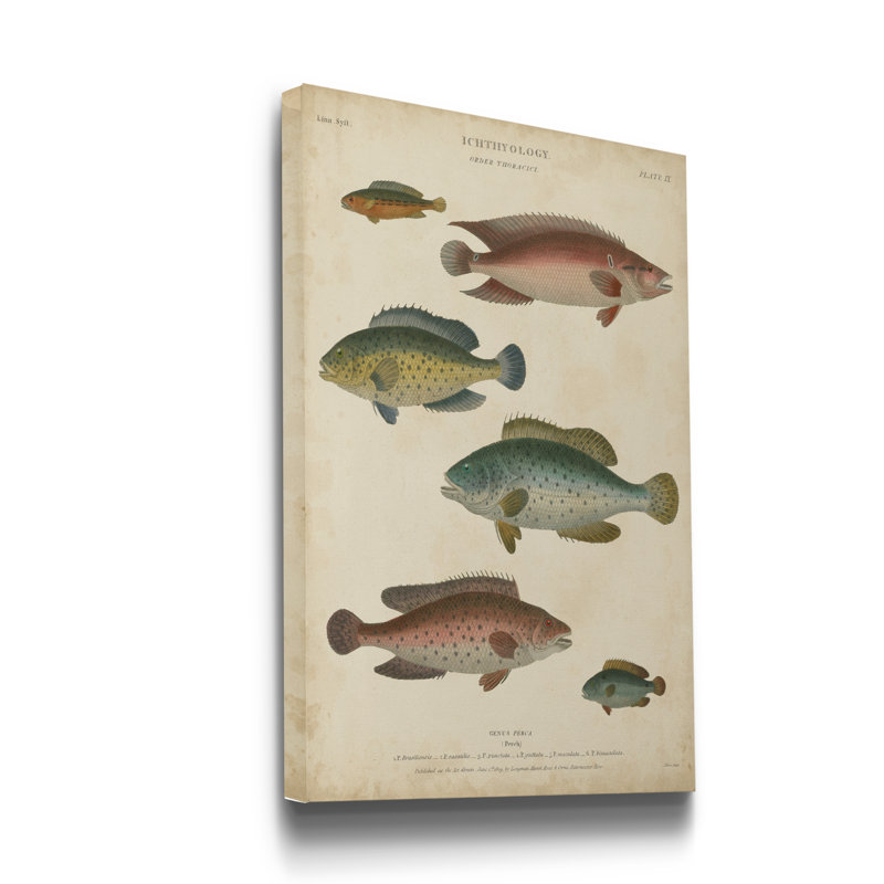 Reproduction d’art sur toile tendue « ichthyology I », H 48 po x l 32 po x P 1 po