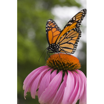 Monarch Butterfly Sucking Nectar - Wrapped Canvas Print