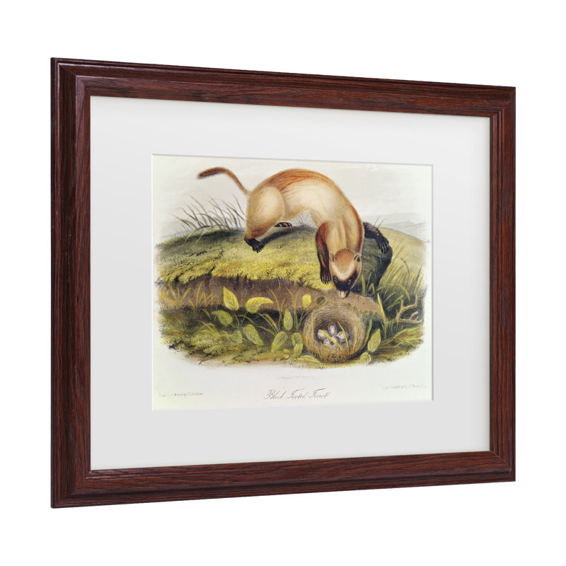 Art mural encadré - Décoration murale «Ferret à pieds noirs» par John James Audubon - cadre pour salon, cuisine et salle de bain - 11 x 14