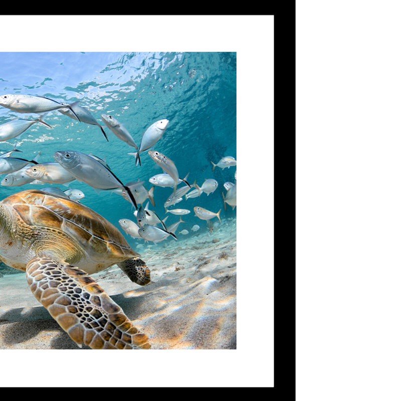 Turtle Beauty - photographie avec cadre