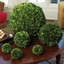 Nigel 6'' Boxwood Plant