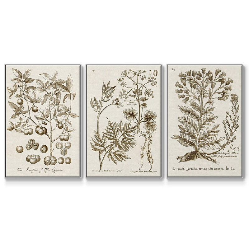 «Sepia Botanical Journal I», ensemble de 3 reproductions encadrées sur toile, Blanc, H 40 po x l 78 po