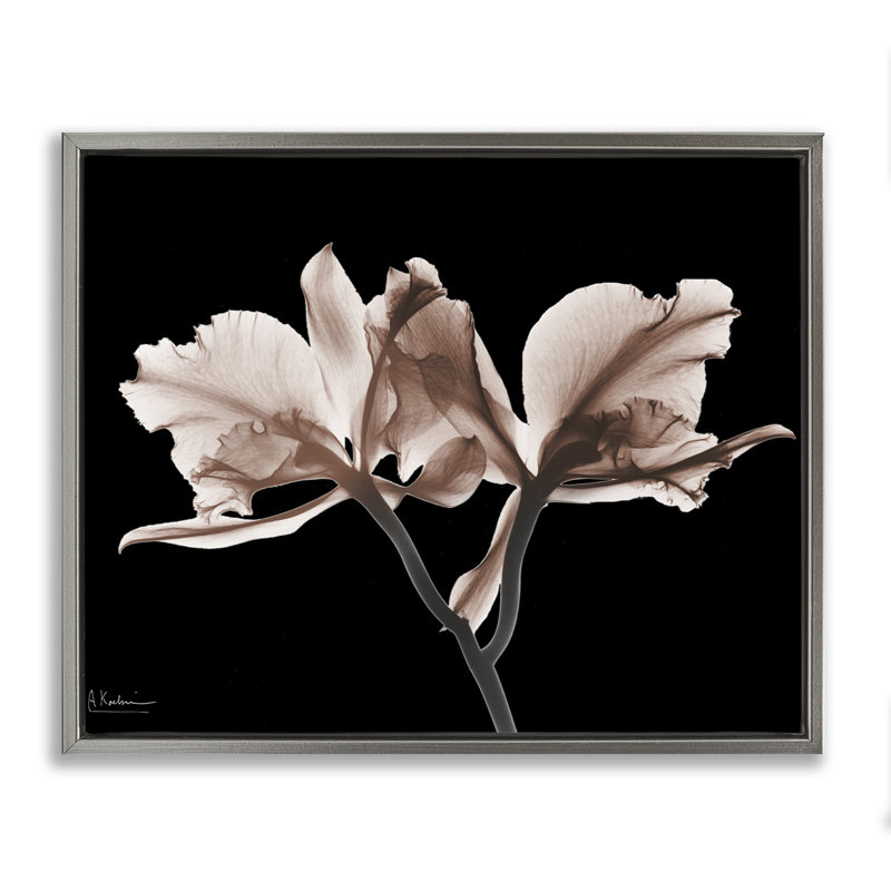Orchidées moka sur toile flottante encadrée, conception par Albert Koetsier, Cadre flottant gris lustré, H 17 po x l 21 po