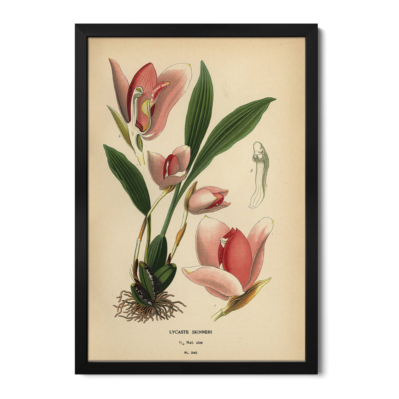 Lycaste virginalis orchidée - reproduction d'art murale - affiche de galerie, H 32 po x l 24 po