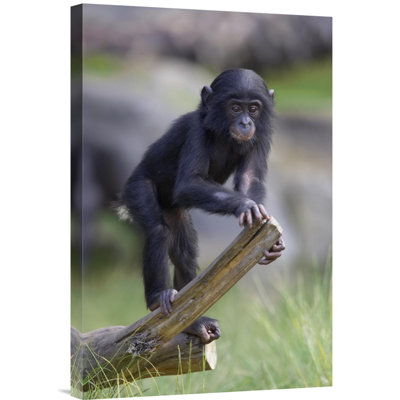 " Bonobo Baby On Log, Native To Africa "