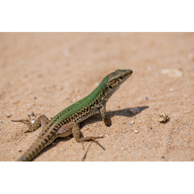 Green Lizard in the Sand in the Fasano Apulia Italy 1 Piece Wrapped Canvas Wall Art