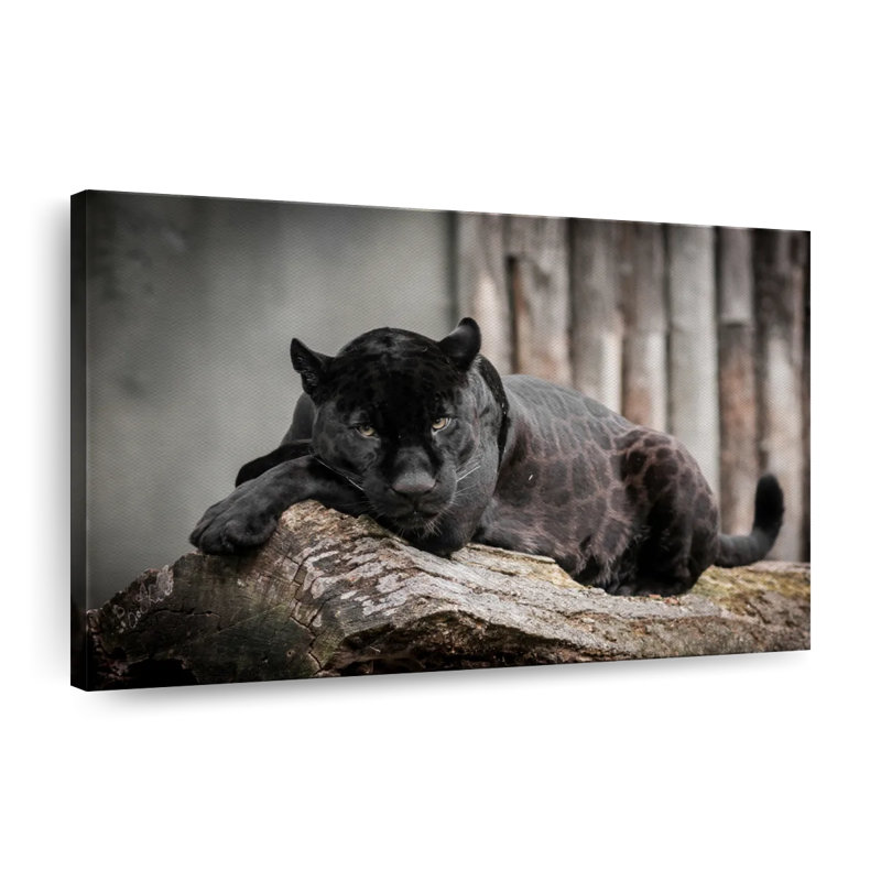 «Lounging Black Panther», reproduction sur toile, H 8 po x l 12 po x P 1 po