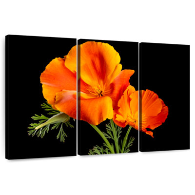 Harnek Orange Flowers Of California Poppy