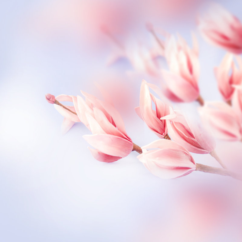 Fidela Beautiful Magnolia - Wrapped Canvas Print, 30cm H x 30cm W x 3.8cm D