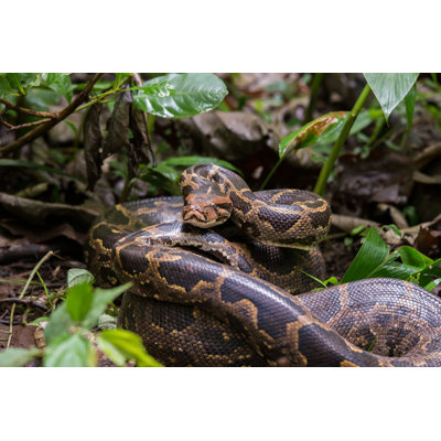 Indian Rock Python par Girishacf - Photographie sur toile tendue