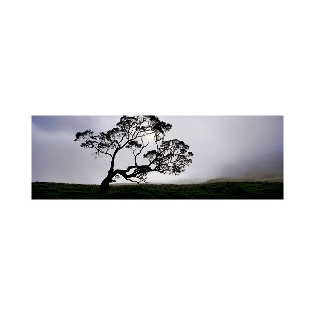 Silhouette Of A Koa Tree, Mauna Kea, Kamuela, Big Island, Hawaii, USA - Wrapped Canvas Panoramic Print
