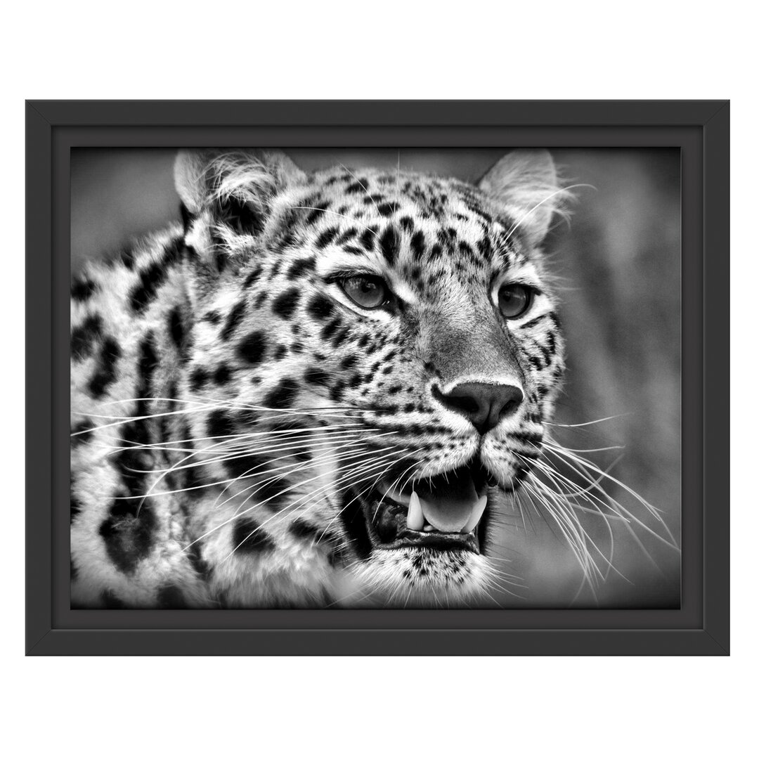 Gerahmtes Wandbild ausgewachsener Leopard