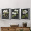 «Dramatic White Flowers I», ensemble de 3 peintures sur toile encadrées-1356238376-1356238375