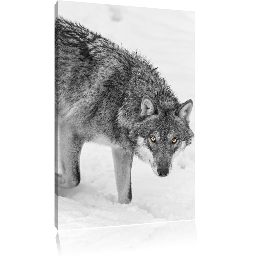 Leinwandbild Einsamer Wolf im Schnee