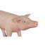 Chess Pig Garden Statue