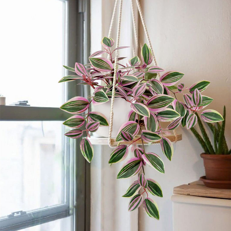 20cm Plant, Pink/Green