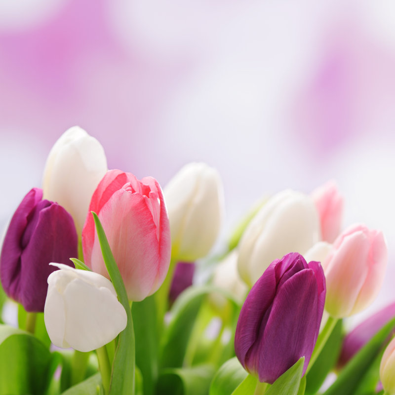 Colourful Tulips Background by Moncherie - Wrapped Canvas Print